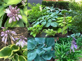 Most gardens include hostas, which come in many in many sizes, colours and textures. SUBMITTED