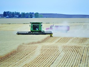 Dust rises as a grain producer west of Mossleigh swathes his crop.