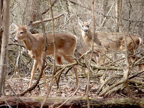 These two white-tailed deer were spotted outside Rondeau Provincial Park in the wildlife sanctuary operated by the St.  Clair Region Conservation in March 2020. Ellwood Shreve/Postmedia Network