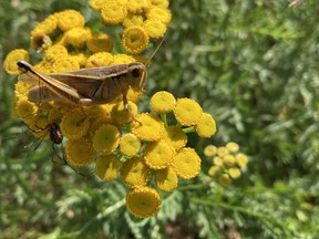 A grasshopper enjoys the common tansy, our most abundant September blossom. Photo by Phil Burke
