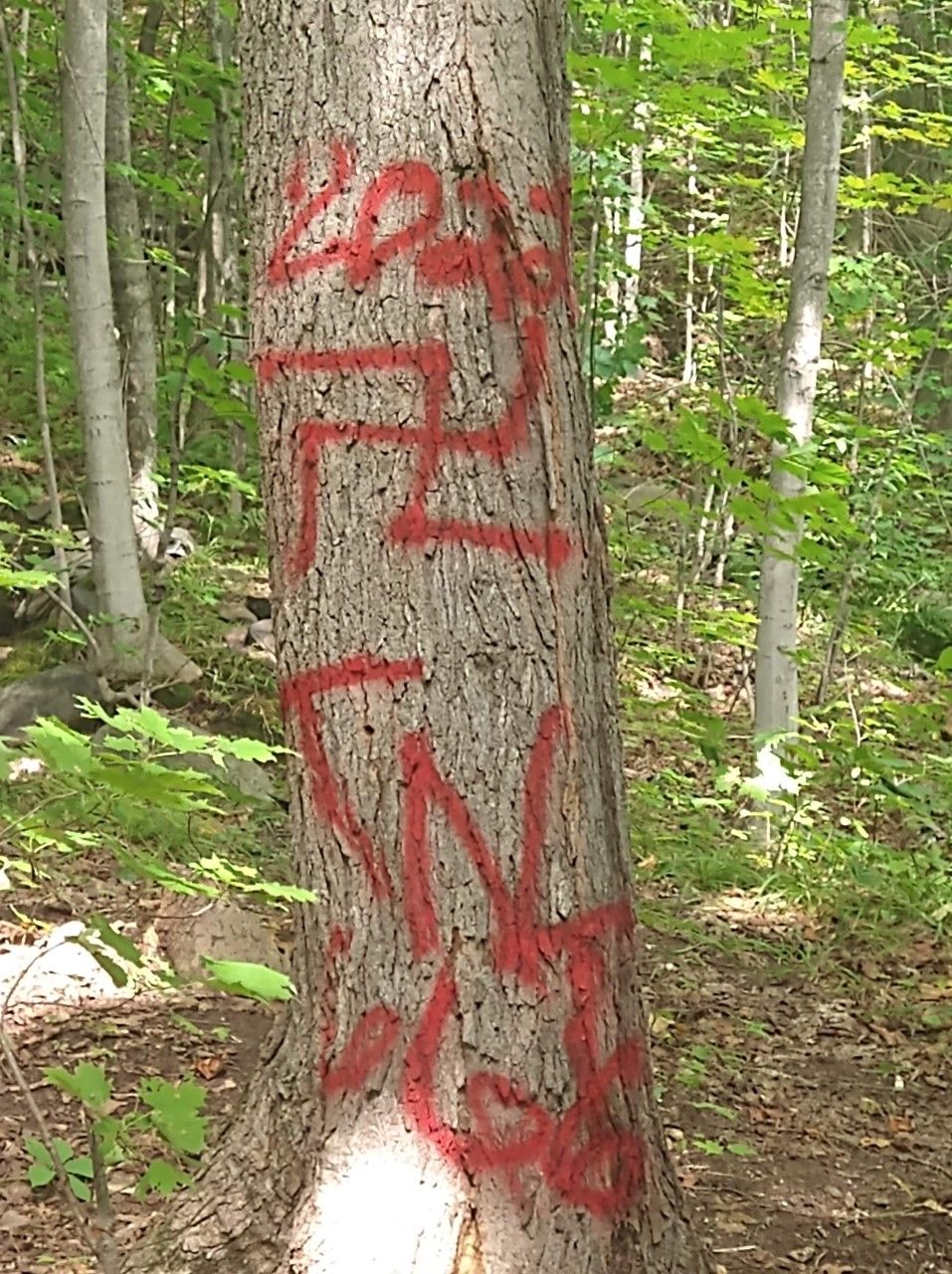 Hate symbols spray painted on trees along North Bay hiking trail