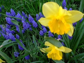 A dense spring flowering bed of grape hyacinths contrasts superbly with deep yellow daffodils. (Ted Meseyton)