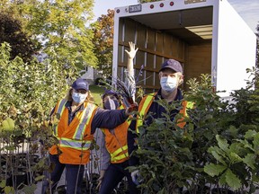 Upper Thames River Conservation Authority staff are seen here during last year's Tree Power pickup day at the Perth South  at the township office unloading a total of 300 native trees that were purchased by local landowners at reduced prices to plant on their properties and help increase the tree canopy in the township. This year, the program will return to Perth South and it will be brought to the nearby Town of St. Marys for the first time. (Submitted photo)