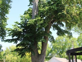 Bayfield’s slippery elm tree was recently found to instead be a wych elm or Scotch elm tree. Handout