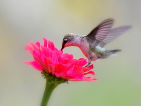 A female ruby-throated hummingbird. Supplied