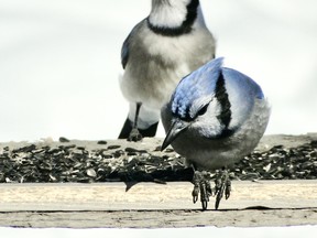 The Blue Jay - one of our favourite year-round birds. Photo by P Burke