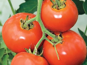 Manitoba tomato is a bushy prairie favourite that has made a strong comeback in recent years. This open pollinated heirloom slicer introduced in 1956 has excellent disease resistance and produces medium-large red fruits ready to harvest about 65 days after setting out transplants. An excellent variety fore canning, salads and sandwiches. (West Coast Seeds)