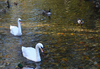 Swans and ducks at Harrison Park in Owen Sound.