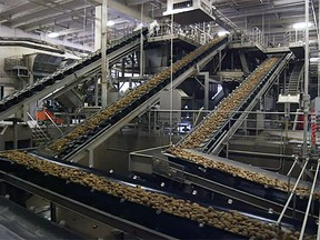 Potatoes being moved along conveyorbelts. (supplied photo)