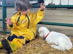 JP Hogan was able to chummy up with this baby goat during last year's Great Pumpkin Tour in Powassan. The annual event features a number of sites the public can visit and see first-hand how some area farms operate. Children also get to interact with smaller farm animals.