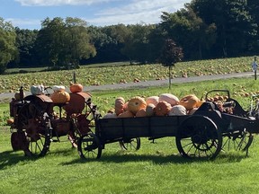Decorated tractors and wagons help advertise pumpkins for sale at the Szatrowski farm outside Simcoe. Norfolk County farms account for 38 per cent of the pumpkins grown in Canada.