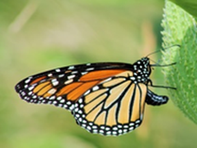 A Monarch butterfly. File photo