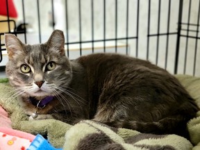 MEET Missy! Female/Spayed dob - 2012 Missy is a calm cat looking for a quiet life. She loves to lounge around and relax the day away. Harvest Sky Animal Rescue photo