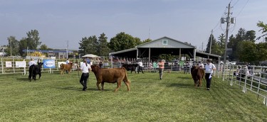 The Lucknow Fall Fair held multiple livestock competitions on Sept. 17. Photo by Kelly Kenny/Lucknow Sentinel.