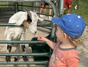 Seventeen-month-old Charlie Eadie of Lucknow makes fast friends with a baby goat at the Lucknow Fall Fair on Sept. 17. Photo by Kelly Kenny/Lucknow Sentinel.