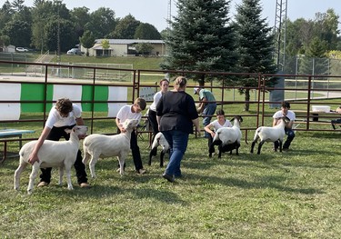 A judge compares competitors during a sheep show held as part of the Lucknow Fall Fair on Sept. 17. Photo by Kelly Kenny/Lucknow Sentinel.