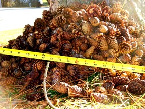 This early fall cache was created by a lone red squirrel that laboured since the cones appeared in August. It owned a few other open-air caches in addition to specific hiding places including beneath our stored canoe and in the corners of shelves in our garage. By spring, this pile was half gone. Photo P. Burke