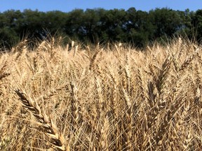 Wheat in a field. (supplied photo)