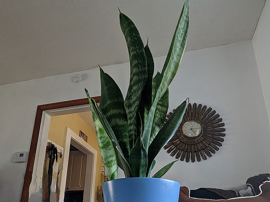 The easy to love snake plant! | The Graphic Leader