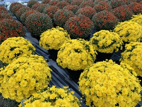Mums are inexpensive, easy to plant, and deliver a colorful impact for the autumn months.  Sometimes they will last until December.  John DeGroot