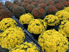 Mums are inexpensive, easy to plant, and deliver a colourful impact for the autumn months. Sometimes they will last until December. John DeGroot