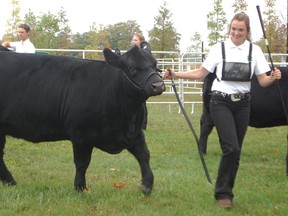 This year's Ripley-Huron Fall Fair is being held Sept. 22 to 25 and features agricultural staples, including 4-H beef competitions like this one held at the fair previously. Photo by Hannah MacLeod.
