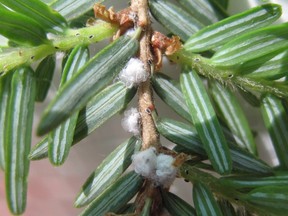 An outbreak of hemlock woolly adelgid – an invasive, aphid-like insect species that kill hemlock trees by sucking sap from the base of their needles – has been discovered near Cobourg, Ont. THE CANADIAN PRESS/HO-Ontario Ministry of Natural Resources and Forestry **MANDATORY CREDIT**