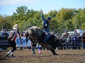 Bullrider1