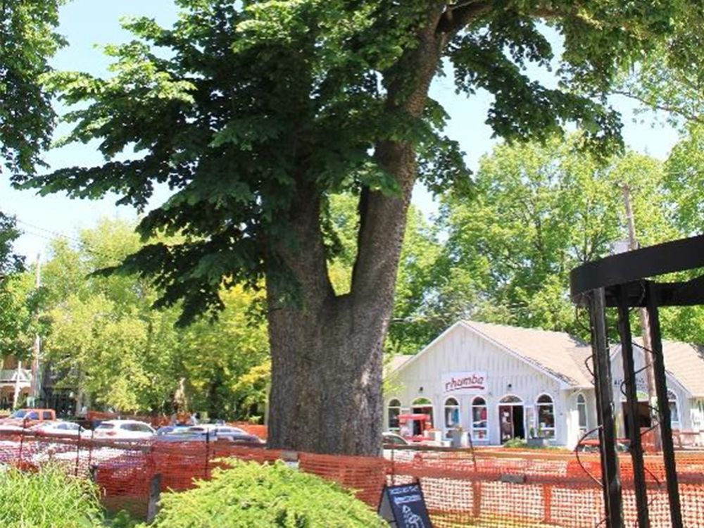 Bayfield’s slippery elm not slippery after all | Owen Sound Sun Times