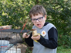 7 yaşındaki Jace Lameront, Cumartesi günü Lyndhurst Türkiye Fuarı'ndaki yıllık hindi arama yarışmasından önce hindi aramasını yapıyor.