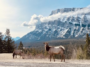 A herd of elk in Banff National Park. Photo Marie Conboy/ Postmedia.