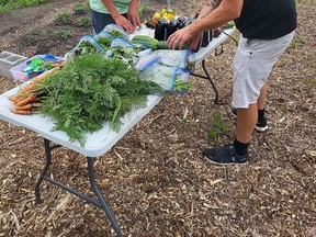 Andrew Brant, left, and Nick LaMarsh set up roadside to give away fresh produce as part of the Kenhte:ke Kanyen'keha:ka Food Sovereignty Project, a community garden located along York Road in Tyendinaga Mohawk Territory. (Jan Murphy/Local Journalism Initiative reporter)