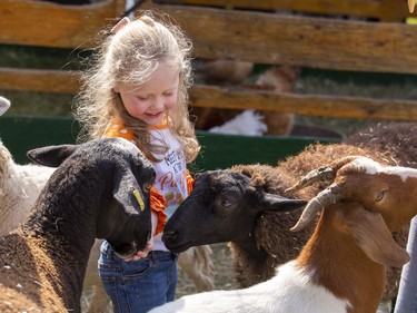Three-year-old Madelyn Carnegie delights in feeding farm animals in a petting zoo on Sunday September 18, 2022 at Apple Fest in St. George, Ontario. Brian Thompson/Brantford Expositor/Postmedia Network