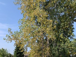 A poplar tree at Bright's Grove, Ont. Gardening expert John DeGroot says the ongoing drought is making it very difficult for most trees and gardens. He suggests that gardeners postpone plans any transplanting until substantial rainfall occurs. John DeGroot photo