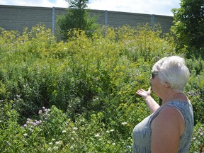 Cornwall resident Patricia Thompson is looking for answers, and if anything can be done about the extensive amount of noxious weeds growing behind her property, adjacent to the Highway 401 sound barrier. Pictured on Tuesday July 26, 2022 in Cornwall, Ont. Shawna O'Neill/Cornwall Standard-Freeholder/Postmedia Network