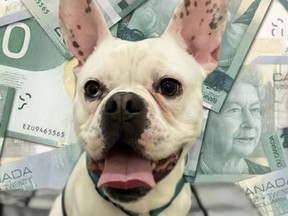 The Ontario SPCA has launched its first Draws for Paws 50/50 Lottery. Handout/Cornwall Standard-Freeholder/Postmedia Network