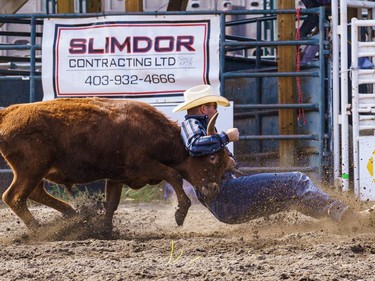 A man wrestles a steer at the Lions Club rodeo in Cochrane on Monday, Sept. 5, 2022.