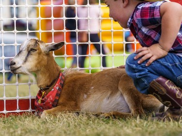 A young boy admires a goat at the Lions Club rodeo in Cochrane on Monday, Sept. 5, 2022.