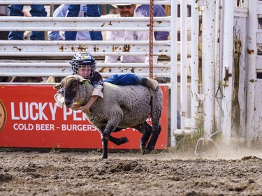 A young boy hangs on to a sheep during mutton bustin' at the Lions Club rodeo in Cochrane on Monday, Sept. 5, 2022.