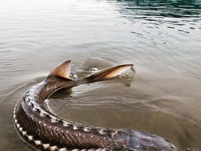 A white sturgeon is seen in B.C. waters after being captured during sampling by the Fraser River Sturgeon Conservation Society in an undated handout photo. B.C. government scientists are asking for the public's help to solve a mystery after 11 of the iconic and endangered fish were recently found dead in the river in central B.C.