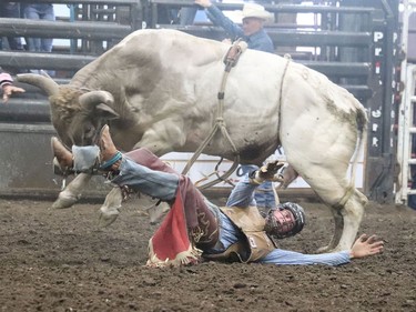The dust was flying at the Hanna Indoor Pro Rodeo at the Hanna Arena in Hanna, Alta. on Sept. 17 as cowboys and cowgirls from all over the world descended for the second day of rodeo. The event was well attended by spectators and participants alike. Jackie Irwin/Postmedia