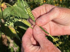 Sally Bowen with two monarch butterfly larvae at Topsy Farms.