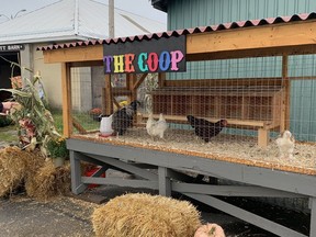 A display of chickens at the Kingston Fall Fair on Sunday.