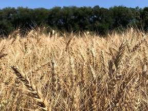 Wheat in a field (Supplied photo)