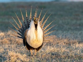A beautiful Greater Sage-grouse attracting females with thumping air sacs. Kerry Hargrove/Getty Images