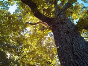 Ottawa bur oak (Chirs Osler/Champlain Oaks)