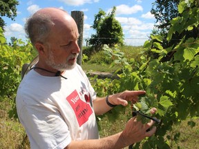 Marc Alton checks grape vines at Alton Farms Estate Winery on Aberarder Line in Plympton-Wyoming.  Alton is seeking support from the Lambton Federation of Agriculture to ask the province to act on the issue of damage to fruit and vegetable crops from herbicide drift.