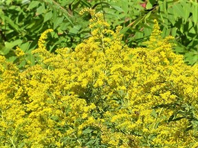 Goldenrods have a bright yellow flowerhead and drop many seeds. In a garden setting it needs to be controlled as it will easily spread. ANGELA LASSAM PHOTO