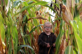 Cruz Doherty, 4, takes a little detour while exploring the corn maze at the Fall Day at the Farm event just east of Owen Sound Saturday. Hosted by the Parkin family and presented by Owen Sound Harvest for Hunger, the event supports Canadian Foodgrains, which helps feed the less fortunate in the world through emergency food assistance, helping train others to grow their own food and engaging Canadians and government. Greg Cowan/The Sun Times