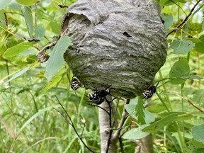 This is the paper-like nest of the bald faced hornet. The nest will be totally abandoned very soon and only the fertilized females (queens) will survive the winter. Thanks to the Airport Road Nybergs for this late summer photo. Note the black hornets with white markings.